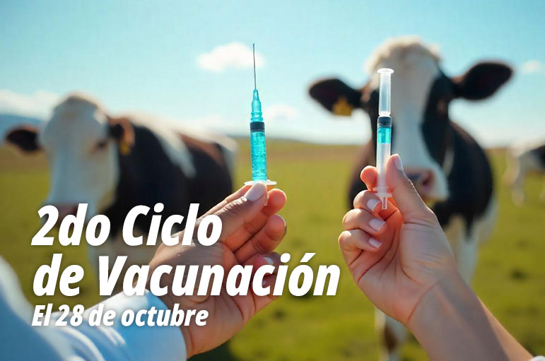 Novedades - La Maporita